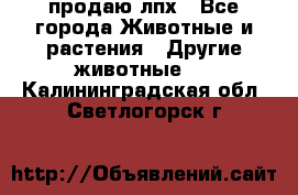 продаю лпх - Все города Животные и растения » Другие животные   . Калининградская обл.,Светлогорск г.